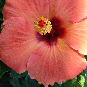 Meet your Posher, Mindy